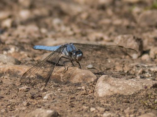 Réf. 258 018 : Orthetrum brunneum